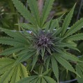 Do BC Liquor Stores Sell Cannabis?