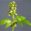 How Long Does Cannabis Pollen Stay Viable For?