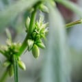 How to Collect and Store Cannabis Pollen for Maximum Viability