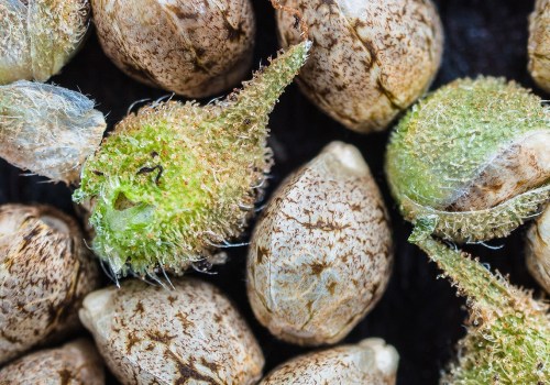 Preserving Cannabis Genetics: How to Store Cannabis Pollen